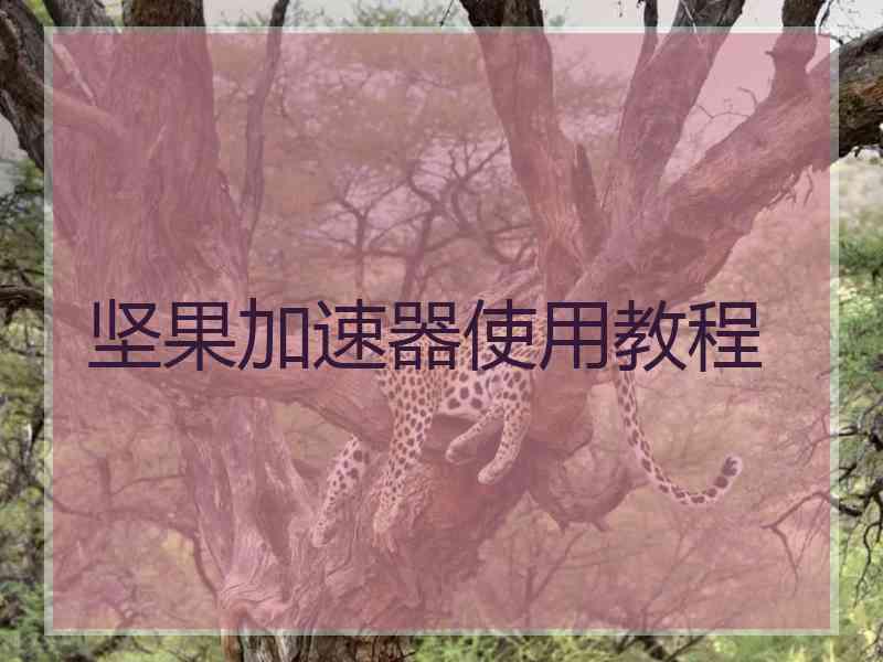 坚果加速器使用教程