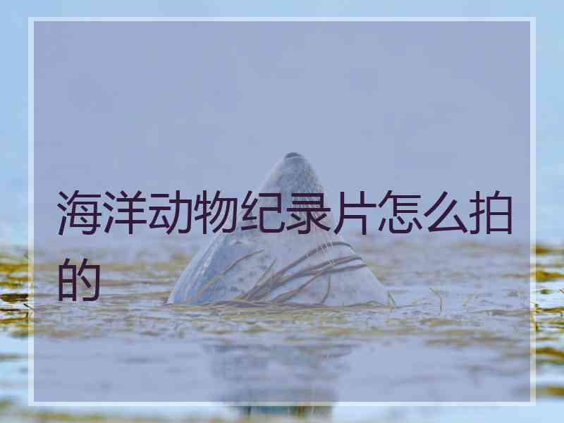 海洋动物纪录片怎么拍的