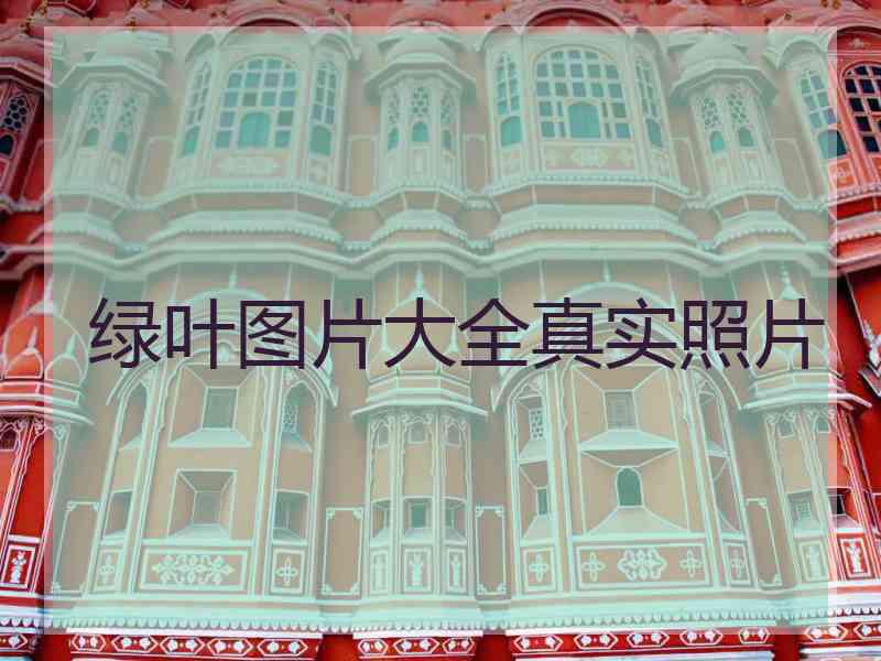绿叶图片大全真实照片